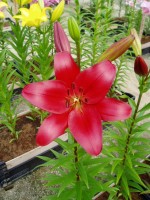 [1701 Colares VH No01.JPG]